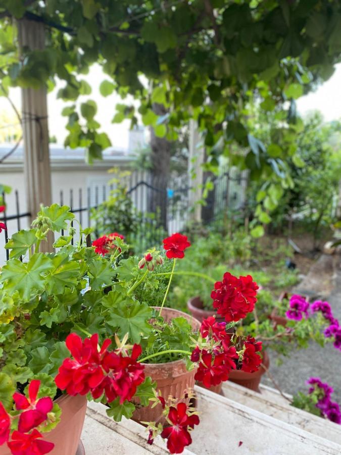 Apartments Mandarina Garden Petrovac Luaran gambar